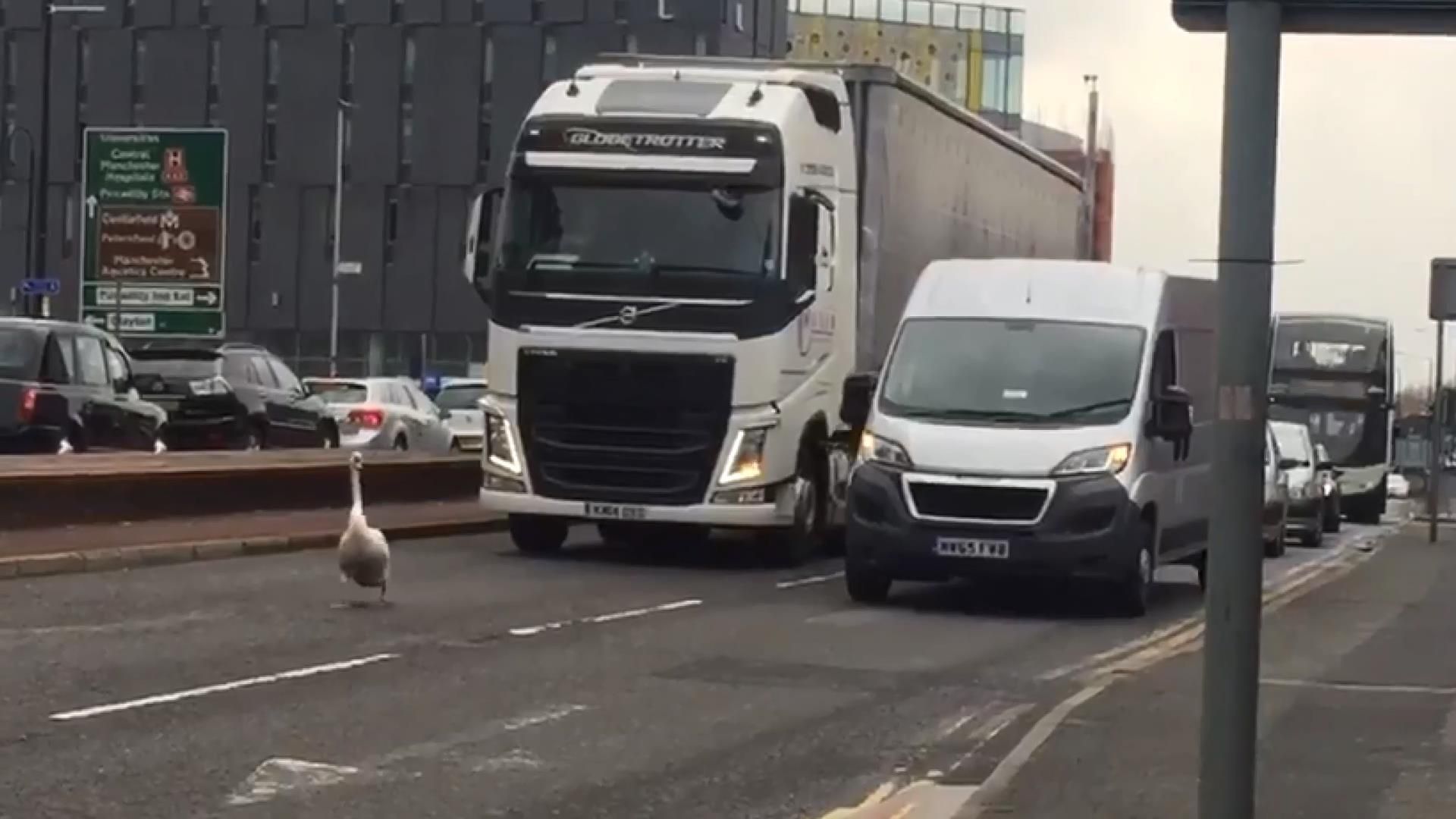 Полиция "арестовала" лебедя-правонарушителя Полиция "арестовала" лебедя-правонарушителя