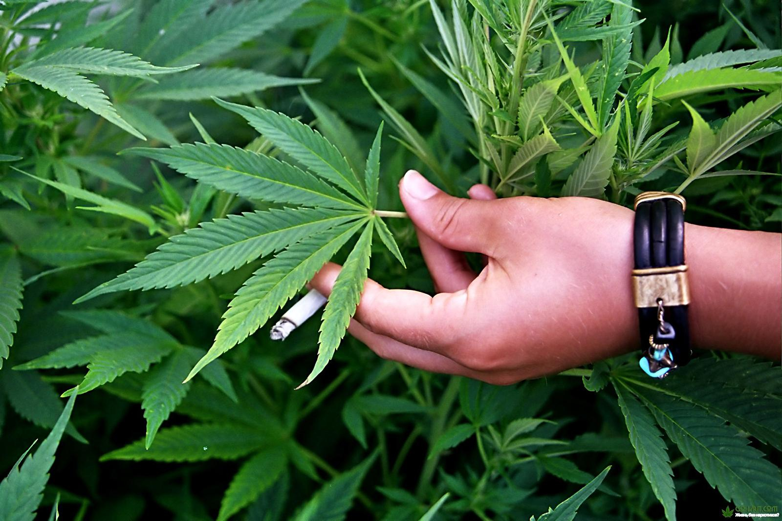 Полицейский в Славянске выращивал коноплю на продажу