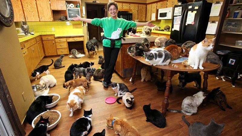 Тысяча и один кот: как американка пожертвовала собственным домом ради животных Тысяча и один кот: как американка пожертвовала собственным домом ради животных