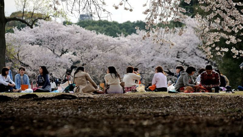 Как будто в сказке: удивительные фото цветения сакуры в Токио Как будто в сказке: удивительные фото цветения сакуры в Токио
