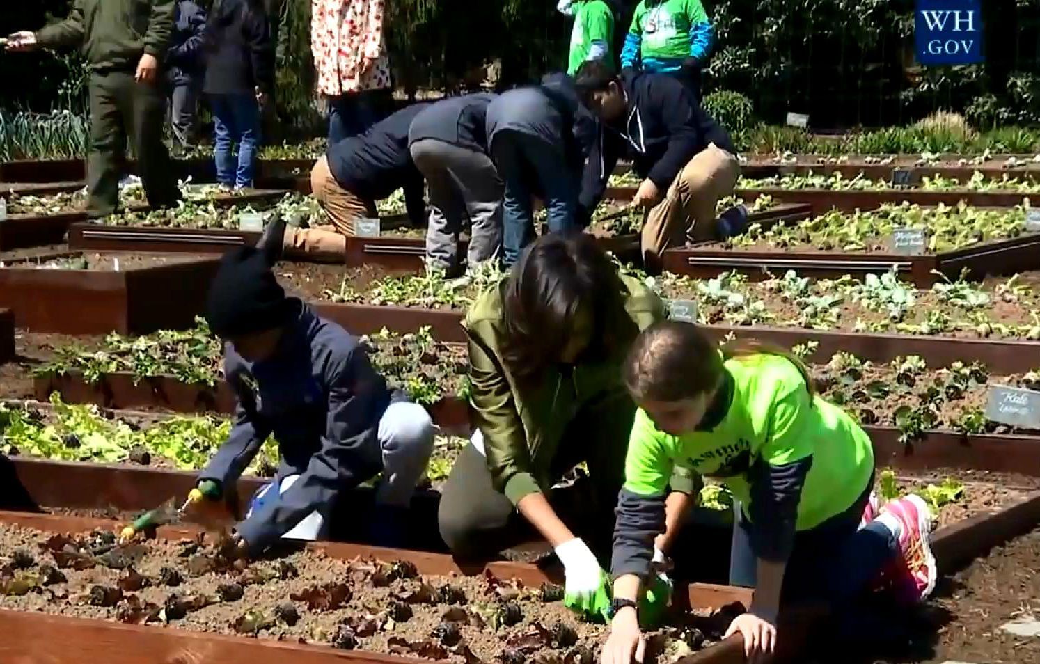 Мишель Обама в последний раз поработала на огороде Белого Дома Мишель Обама в последний раз поработала на огороде Белого Дома