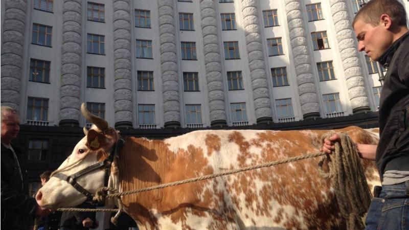 Ляшко согнал стадо коров в центр Киева: появились фото