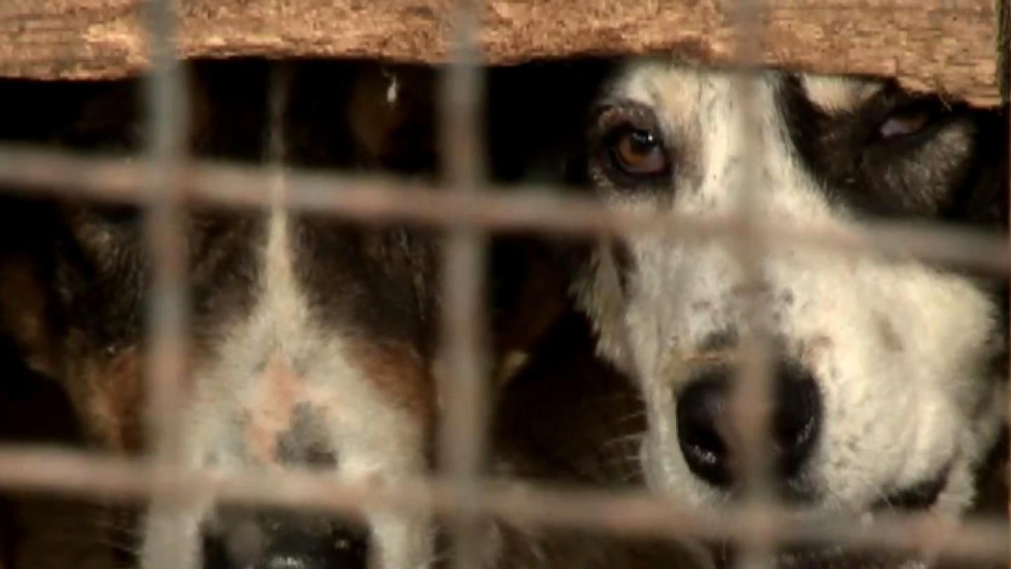 Собачий скандал: неуправляемые животные едва не растерзали женщину в Черкассах