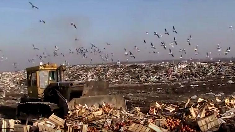 Тонны украинских яблок уничтожили в России