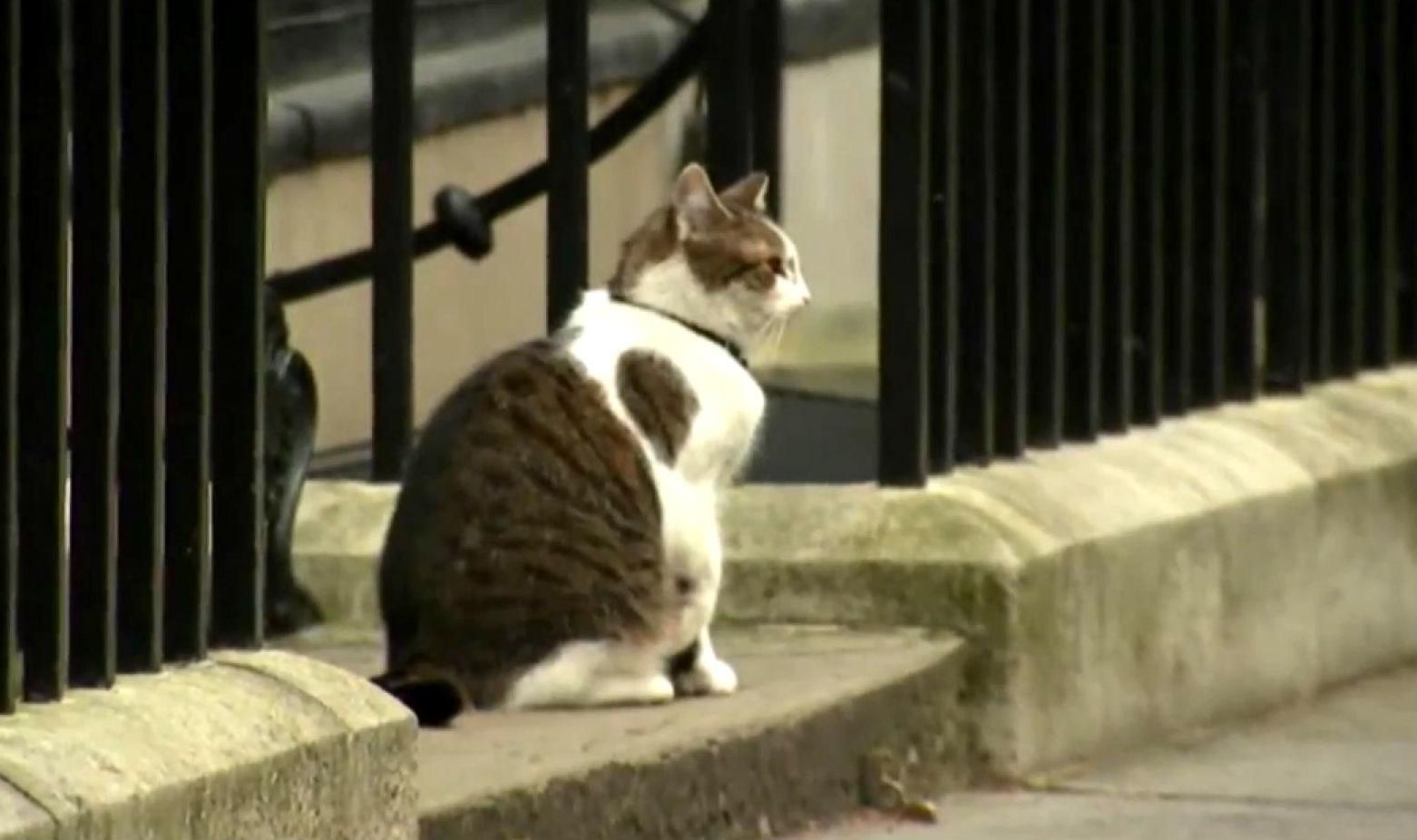 Хвостатый чиновник появился в Британии Хвостатый чиновник появился в Британии