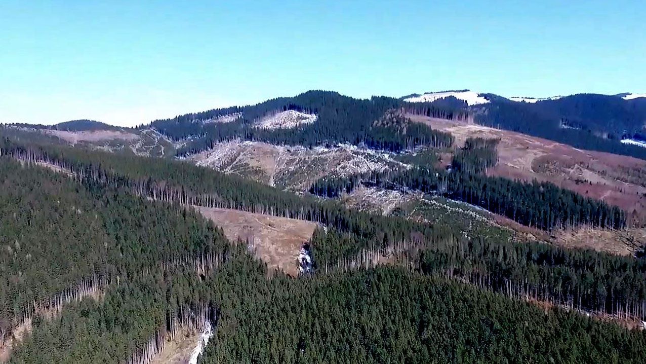 Справжній "армагедон" у Карпатах: як вбивають ліс під Говерлою Справжній "армагедон" у Карпатах: як вбивають ліс під Говерлою