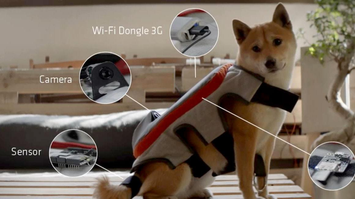 Собак научили выкладывать селфи в сеть