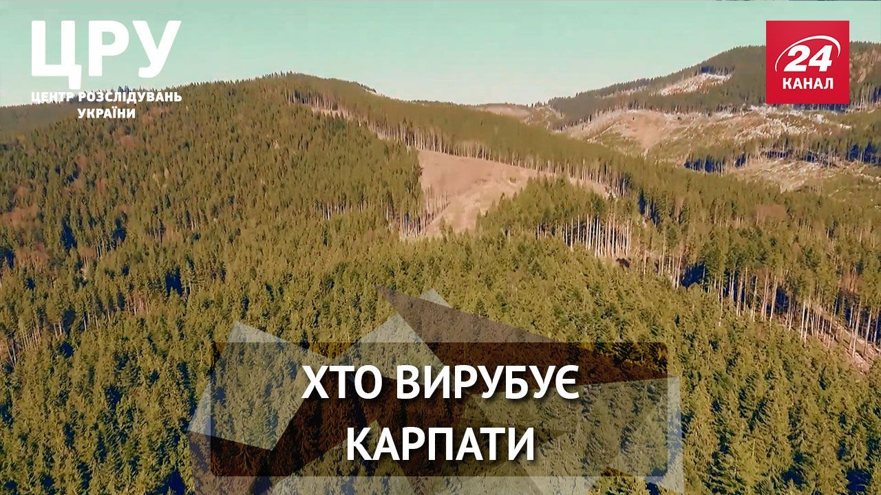 Розслідування: хто стоїть за варварськими вирубками Карпат