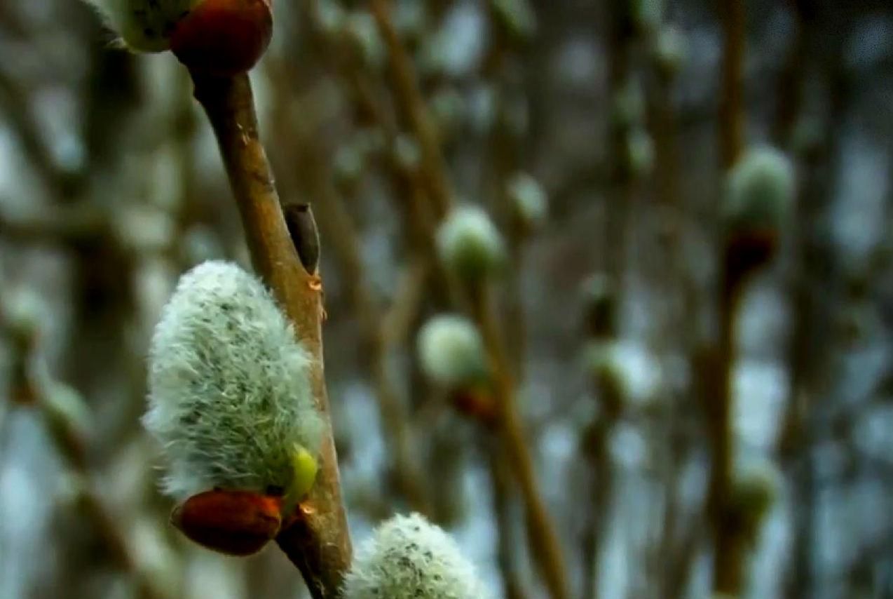 Вербна неділя: якими цілющими силами наділені котики Вербна неділя: якими цілющими силами наділені котики