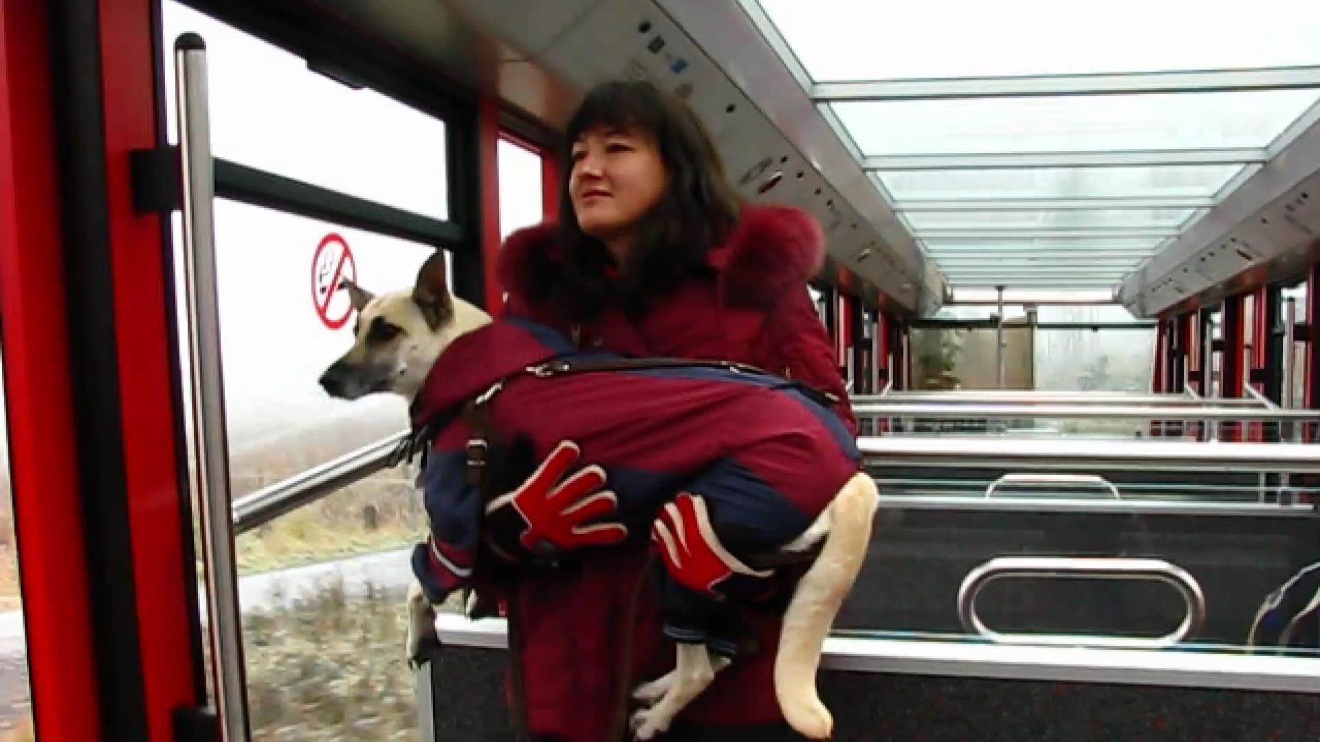 Собака-путешественница со Львова покорила 20 вершин Собака-путешественница со Львова покорила 20 вершин