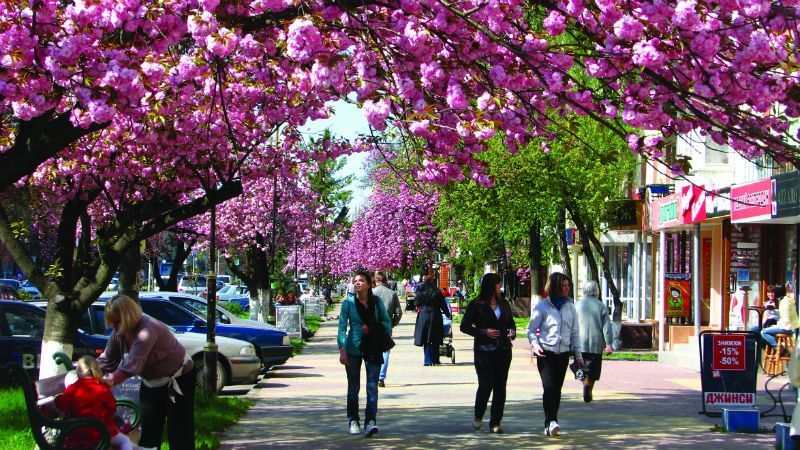 Ніжно-рожева краса: як в соцмережах радіють цвіту сакури в Ужгороді