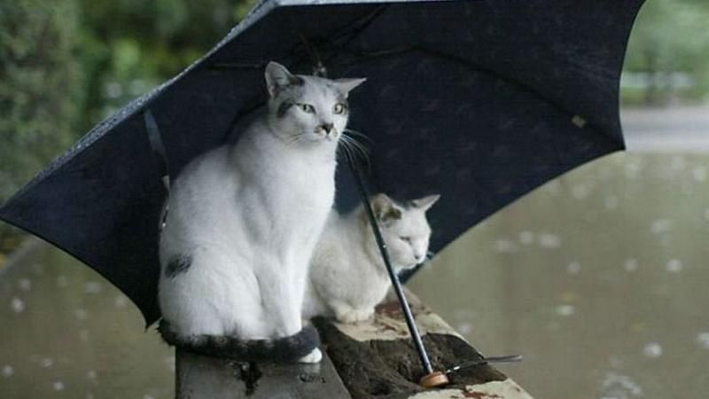 "Мрачные новости": в понедельник в Украине снова будут падать дожди "Мрачные новости": в понедельник в Украине снова будут падать дожди