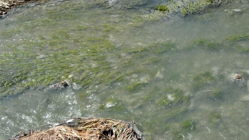 На Житомирщине уже нашли виновного в экологической катастрофе На Житомирщине уже нашли виновного в экологической катастрофе