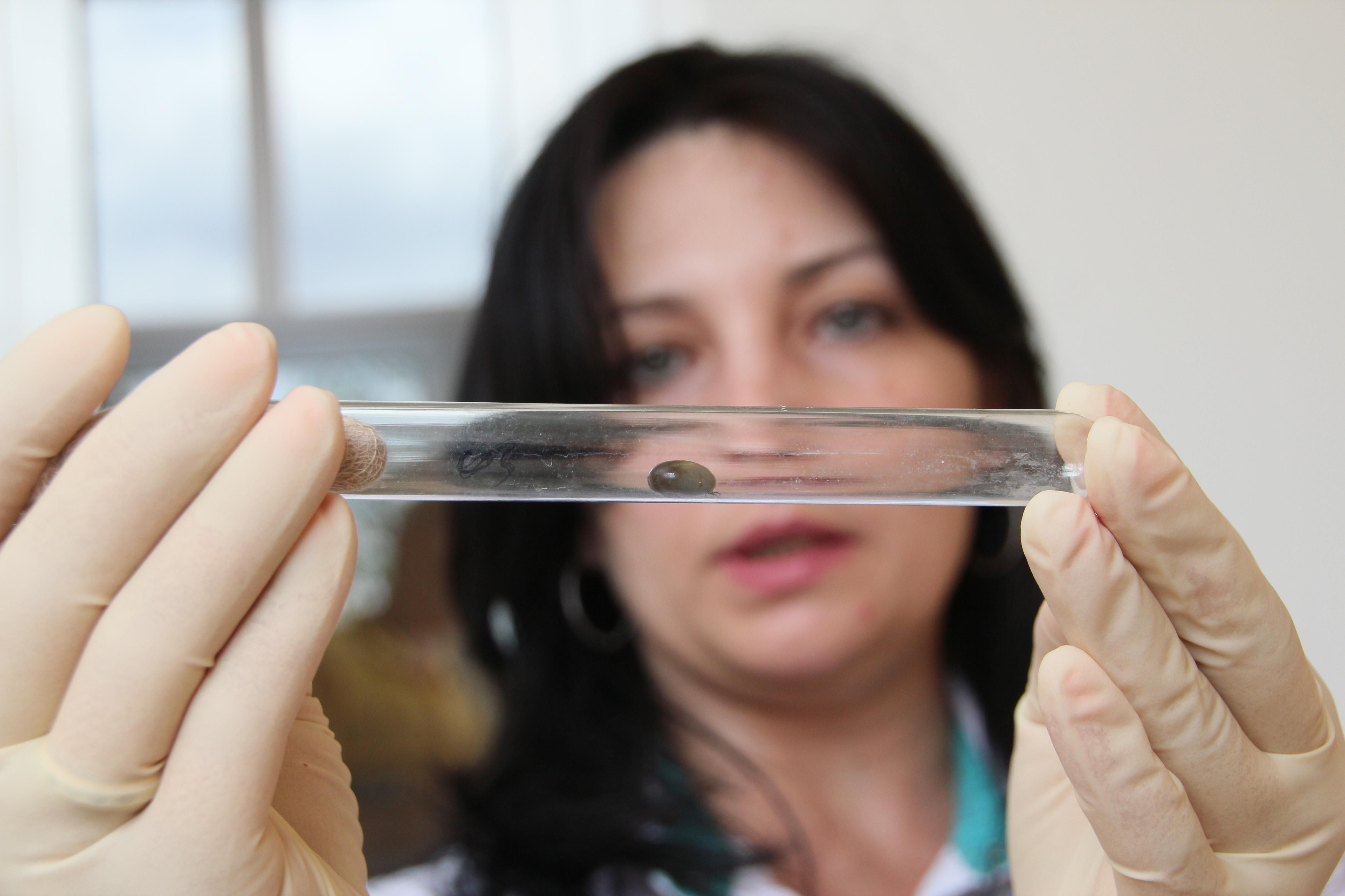 Опасные клещи активизировались в Украине Опасные клещи активизировались в Украине