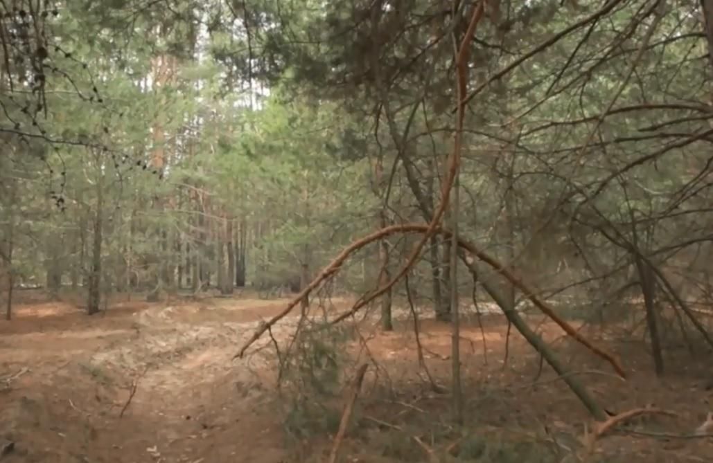 Скандальная застройка леса под Киевом: почему активисты против