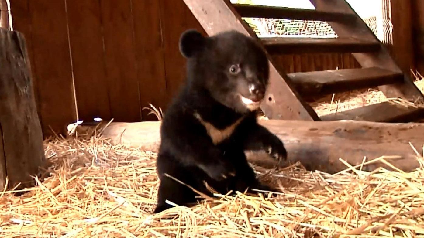 В українському зоопарку вперше у Європі народились рідкісні ведмежата В українському зоопарку вперше у Європі народились рідкісні ведмежата