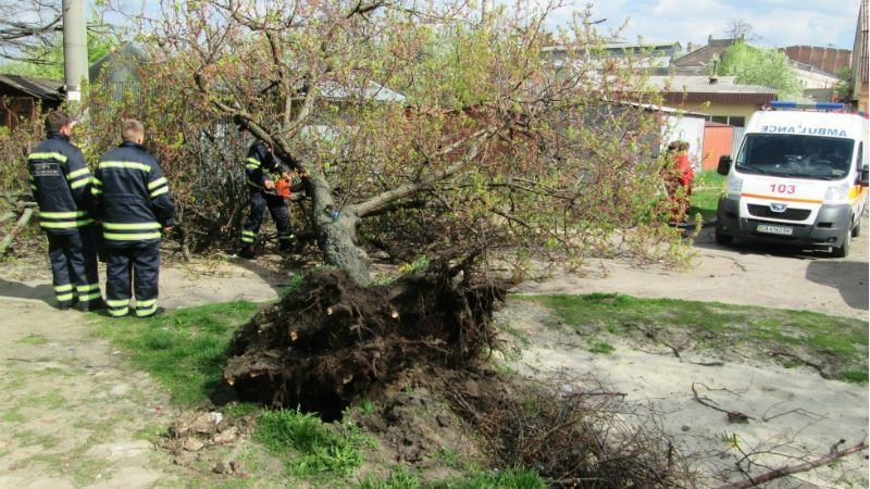 Потужний вітер завалив на чоловіка дерево 