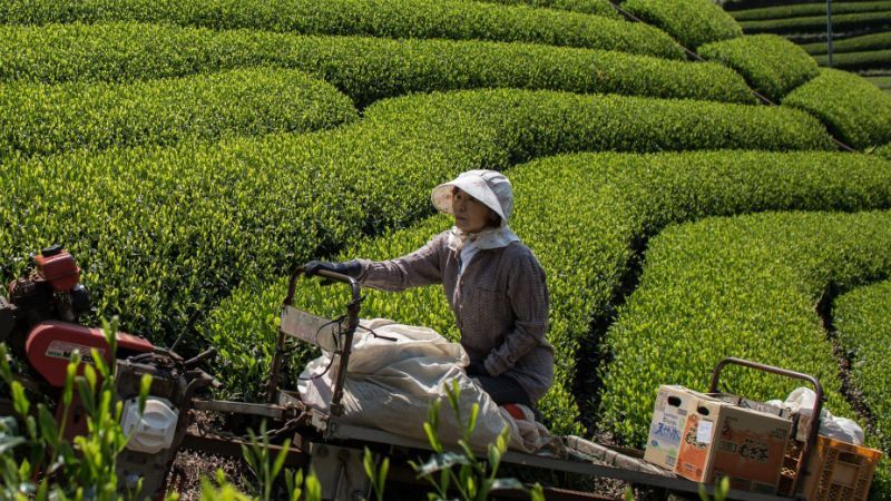 Роботи замінять людей на фермах в Японії Роботи замінять людей на фермах в Японії