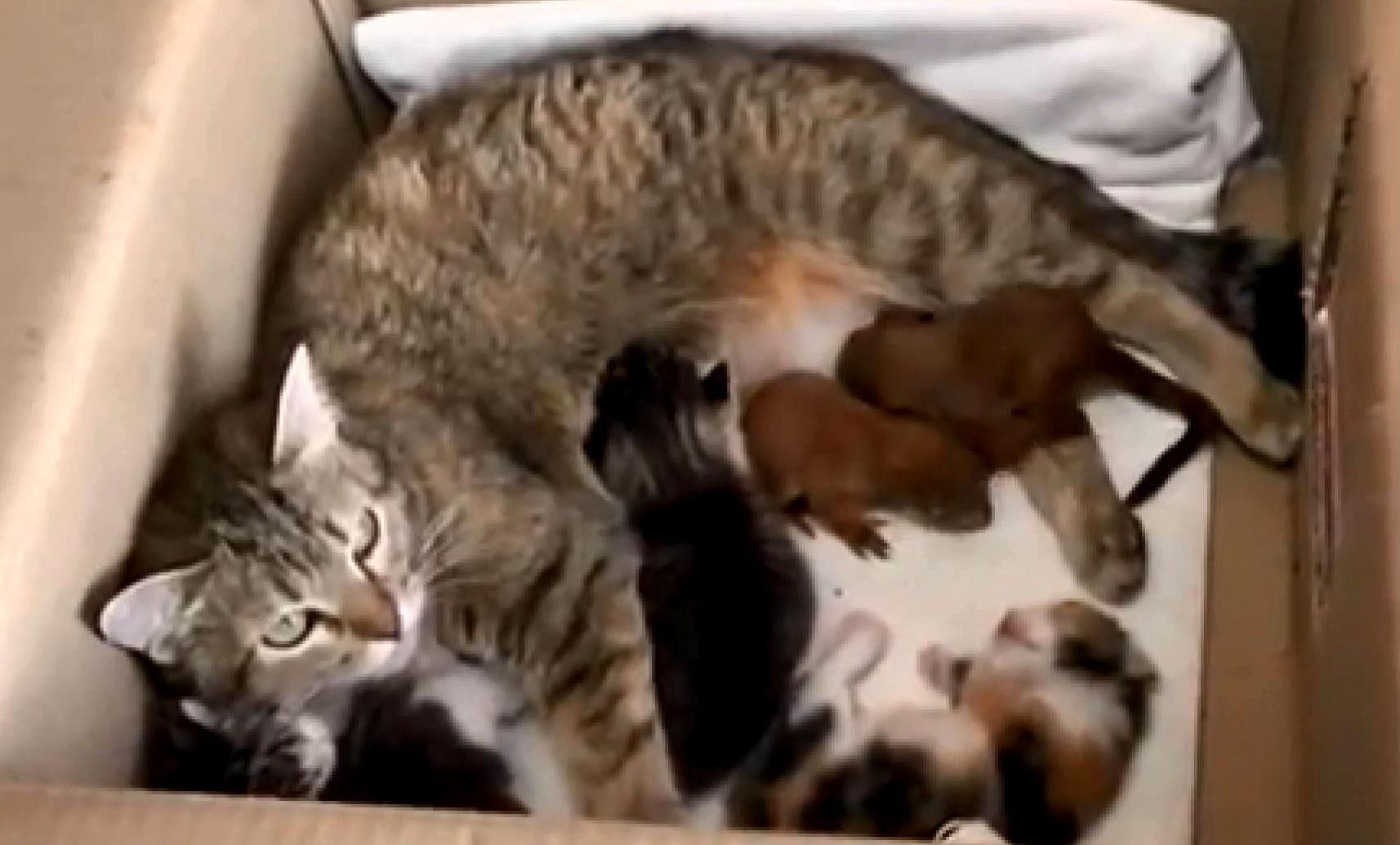 Кішка стала мамою трьох білченят у Полтаві