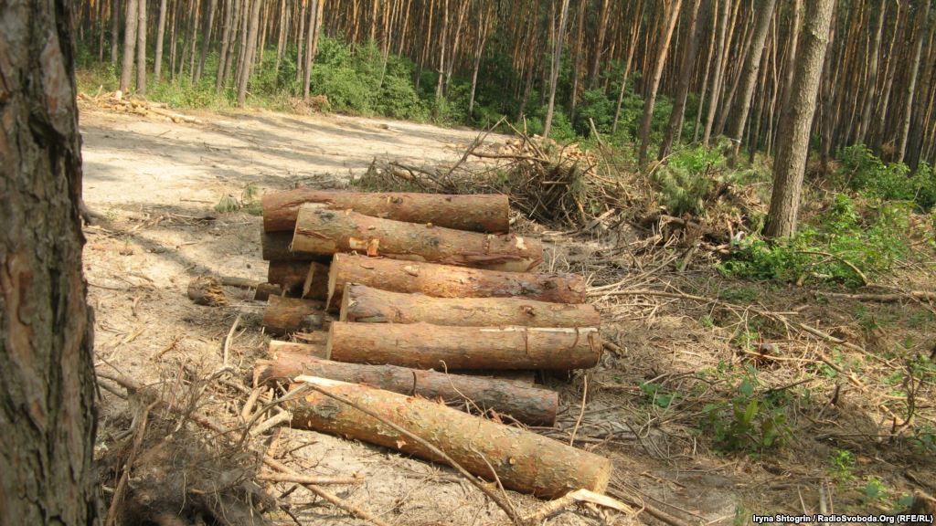 У Києві можуть ввести мораторій на вирубку лісу в заповідних зонах