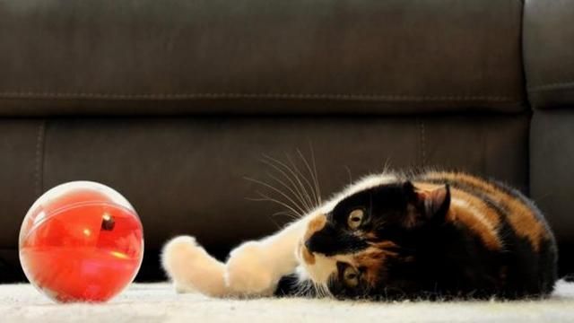 Появилось устройство, которое открывает все тайны из жизни домашних любимцев Появилось устройство, которое открывает все тайны из жизни домашних любимцев