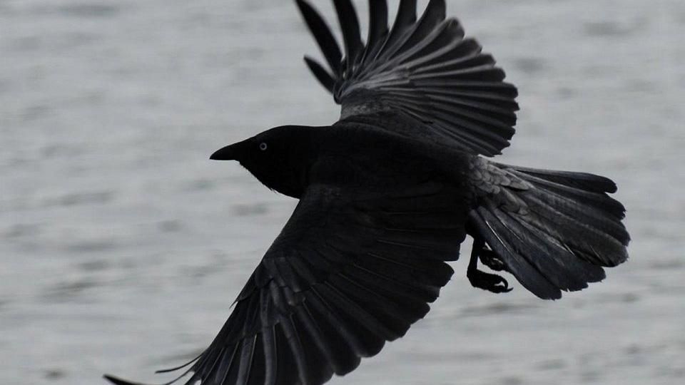 Ученые установили, что вороны ходят друг к другу на похороны