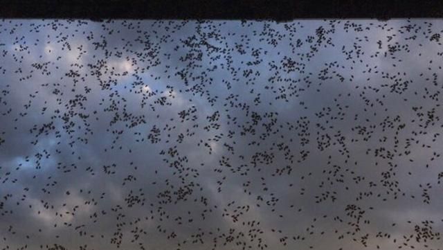 Кара комахами: російське місто потерпає від нашестя клопів