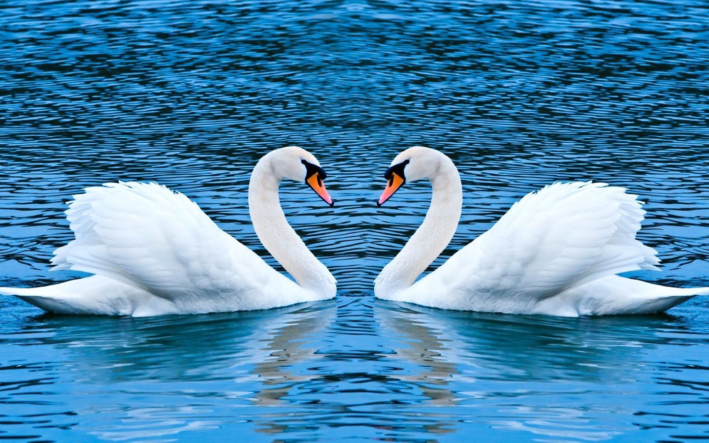 Невідомі розстріляли зграю білих лебедів: люди вимагають розслідування Невідомі розстріляли зграю білих лебедів: люди вимагають розслідування