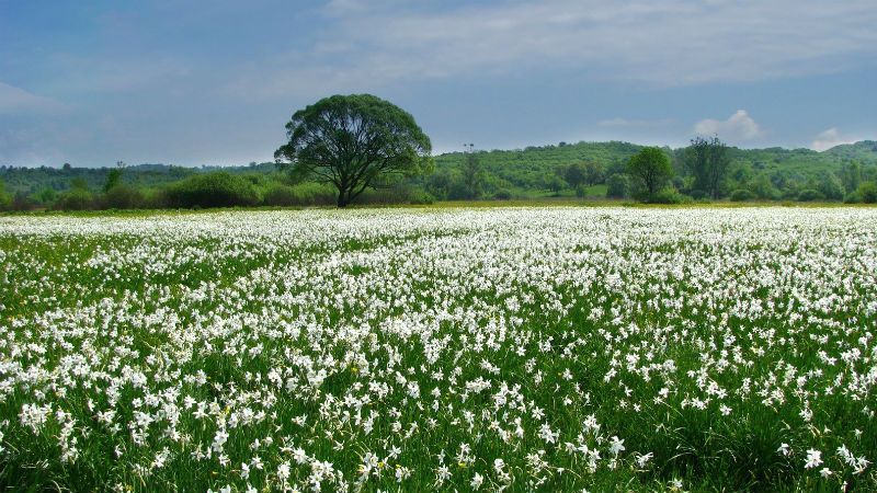 Весняне диво: на Закарпатті передчасно зацвіла долина нарцисів Весняне диво: на Закарпатті передчасно зацвіла долина нарцисів