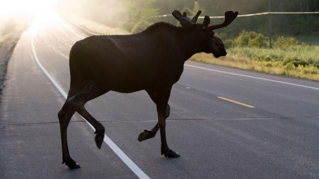 Боец Нацгвардии погиб в ДТП из-за лося Боец Нацгвардии погиб в ДТП из-за лося