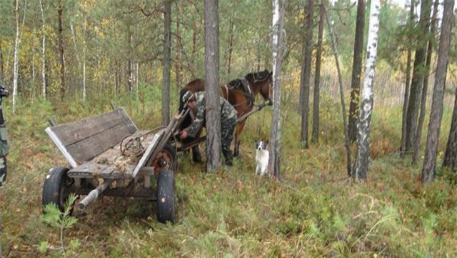 На Житомирщині перекинувся віз, троє осіб загинуло