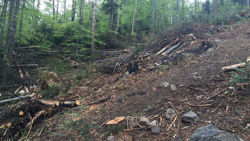 Семерак жахнувся від масштабів вирубки лісів на Прикарпатті Семерак жахнувся від масштабів вирубки лісів на Прикарпатті