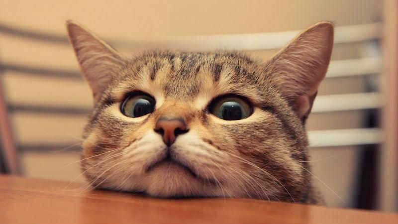 Ученые создали ошейник, который "переводит" язык кошек на человеческий Ученые создали ошейник, который "переводит" язык кошек на человеческий