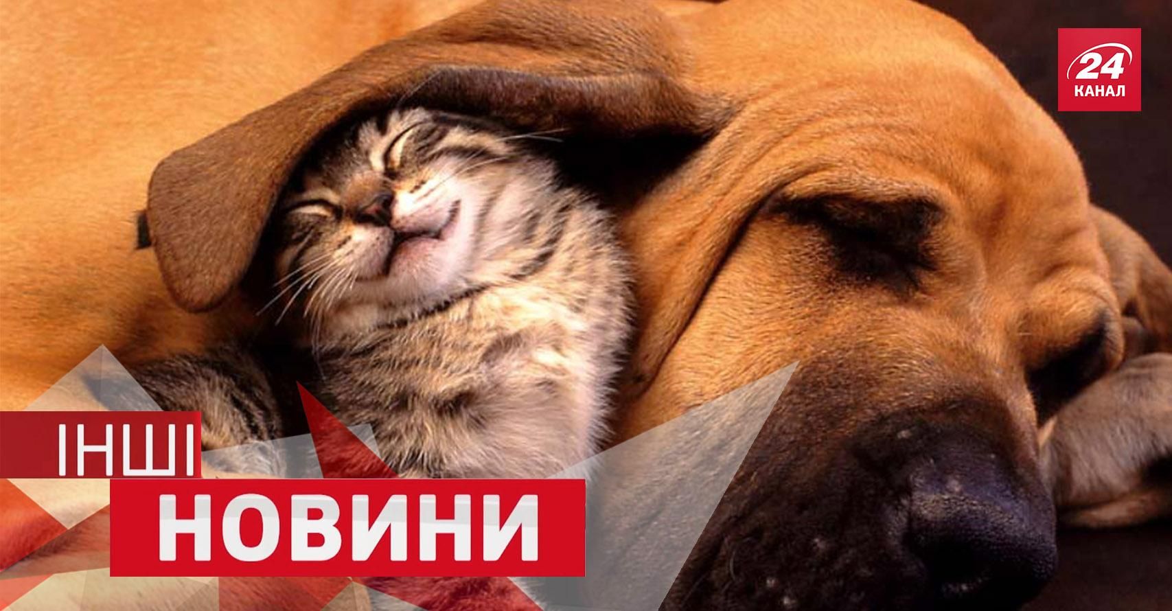 ІНШІ новини. Вічні баталії між собаками та котами. Шварценеггер взяв приклад з Кличка ІНШІ новини. Вічні баталії між собаками та котами. Шварценеггер взяв приклад з Кличка