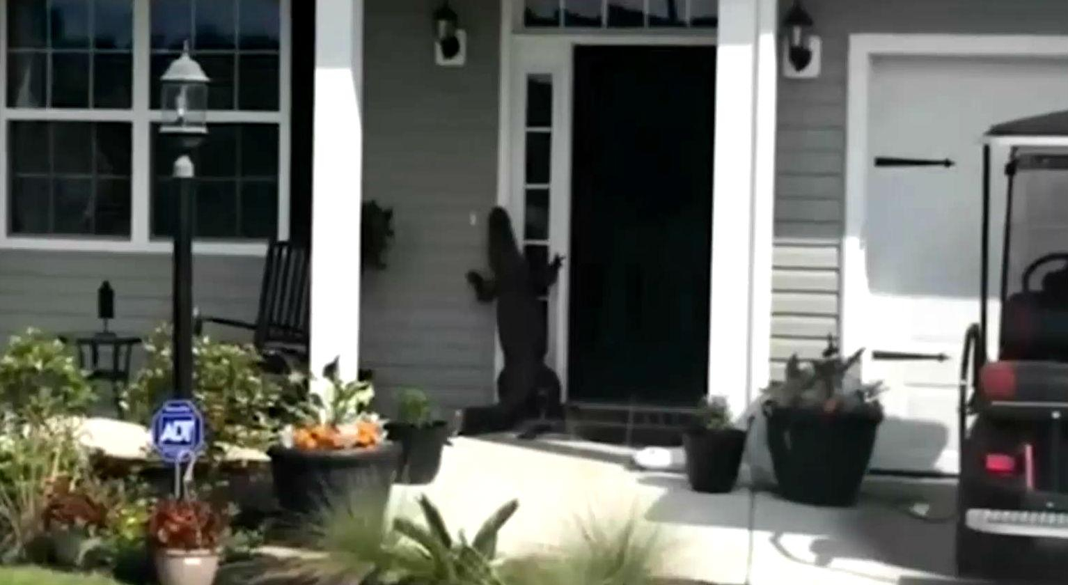 Необычный визитер: к американке в гости наведался аллигатор