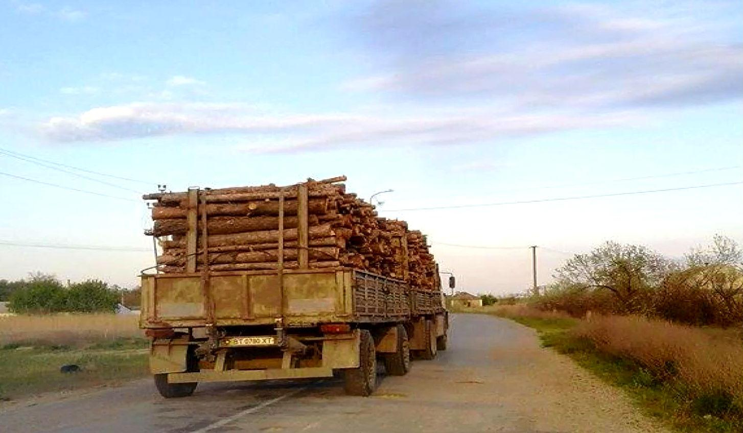 Из-за вырубки лесов в Херсоне начались пыльные бури