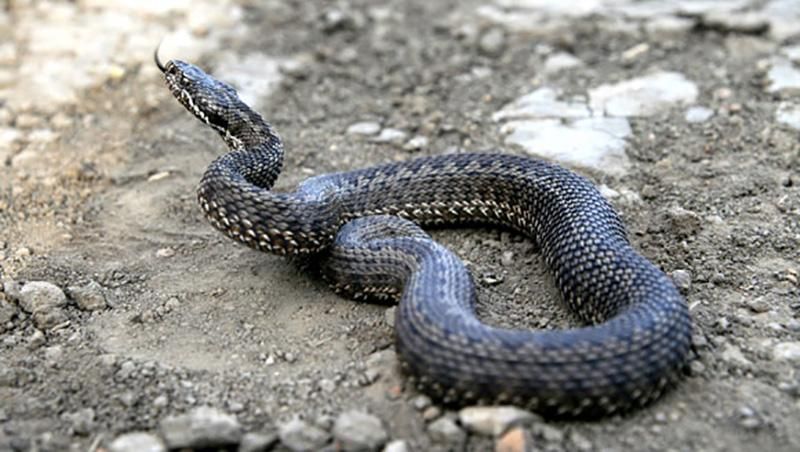 Сразу двое жителей Львовщины попали в больницы из-за укусов змей Сразу двое жителей Львовщины попали в больницы из-за укусов змей