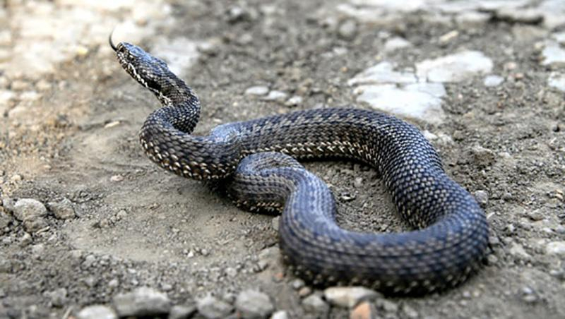 Сразу двое жителей Львовщины попали в больницы из-за укусов змей