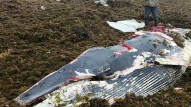 У Росії люди з’їли кита, який викинувся на берег: фото 18+ 