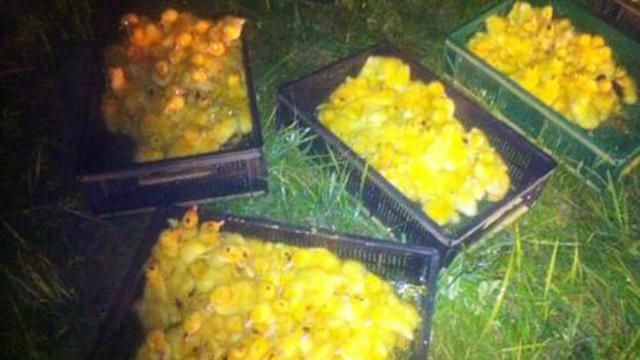 Двое украинцев пытались переправить в Россию необычную контрабанду Двое украинцев пытались переправить в Россию необычную контрабанду