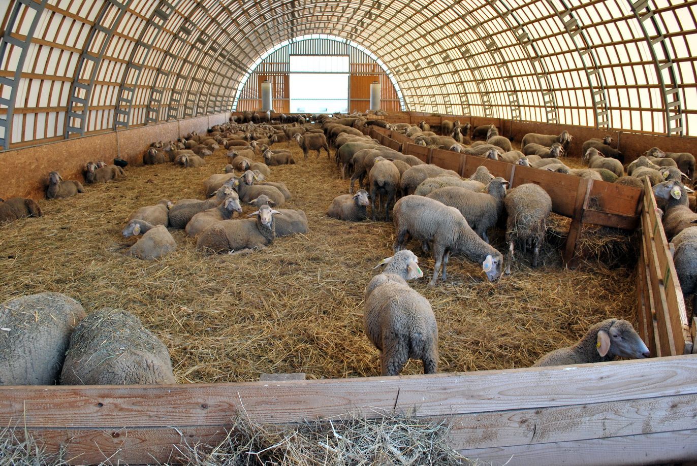 "Меринос-Захід" — європейська сімейна ферма "Меринос-Захід" — європейська сімейна ферма
