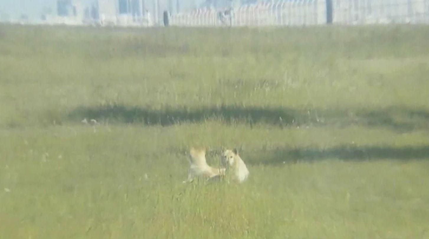 В Японії скасували авіарейси через собак В Японії скасували авіарейси через собак