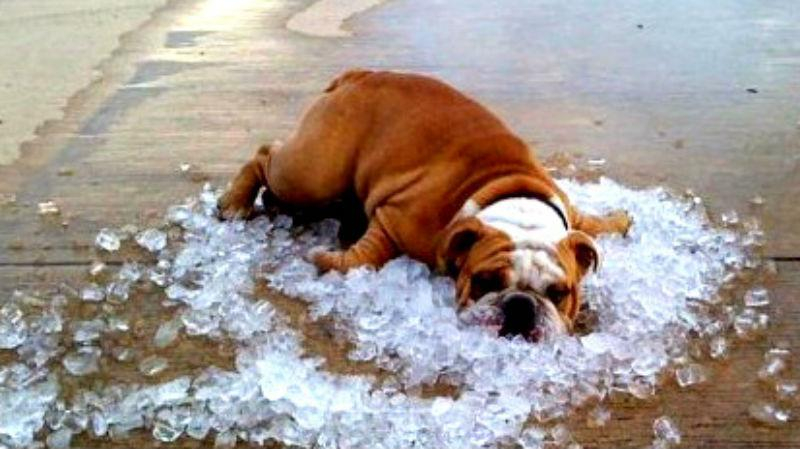 Синоптики рассказали, когда в Украину придет настоящая жара