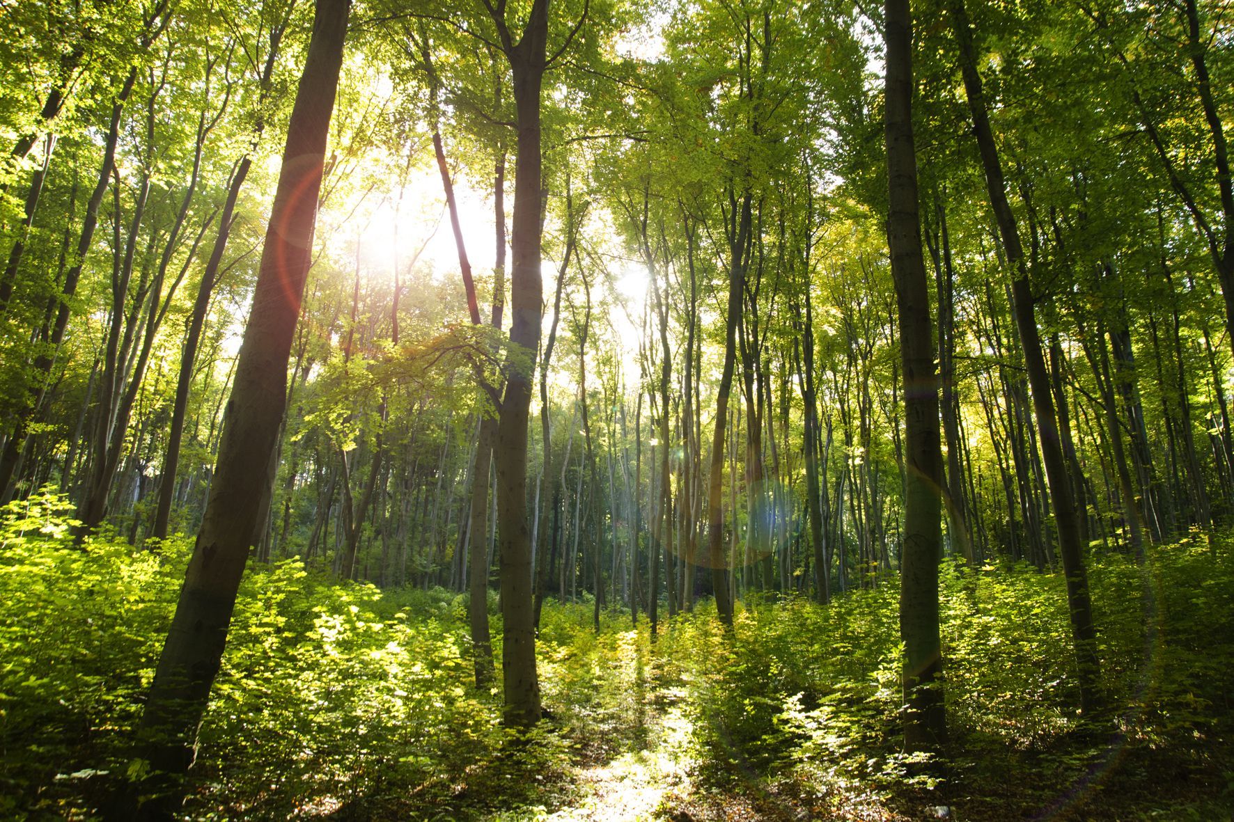 Як нищать ліси Як нищать ліси