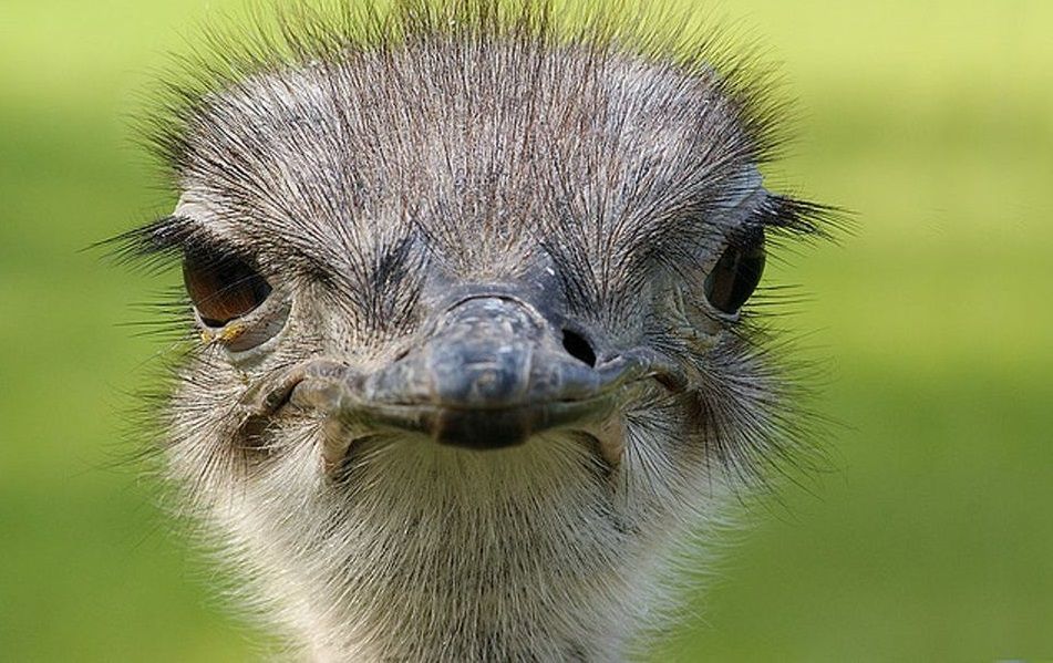Известный страус, которого спас "киборг", стал отцом Известный страус, которого спас "киборг", стал отцом