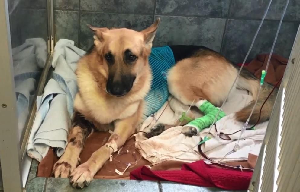 Собака из приюта спасла жизнь маленькой американки