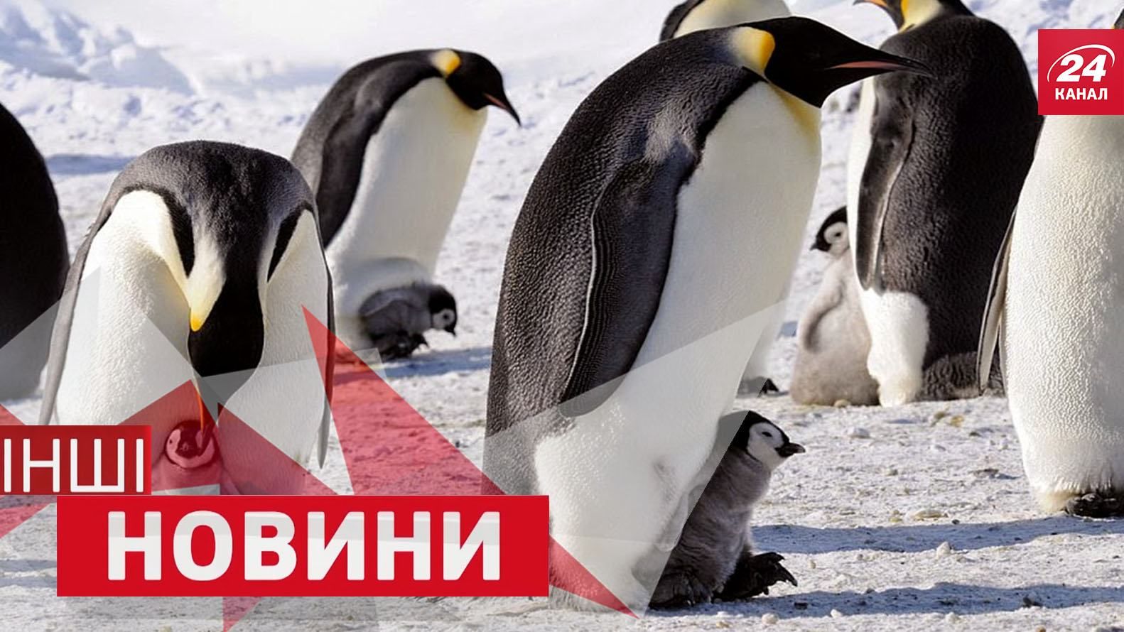 ДРУГИЕ новости. Как выглядит торнадо. Чего боятся пингвины ДРУГИЕ новости. Как выглядит торнадо. Чего боятся пингвины