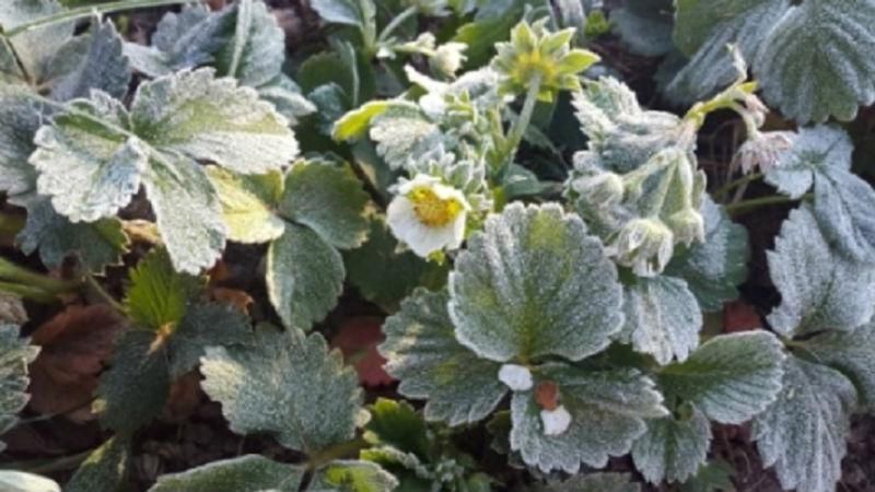 Новый погодный сюрприз — завтра в Украине заморозки Новый погодный сюрприз — завтра в Украине заморозки