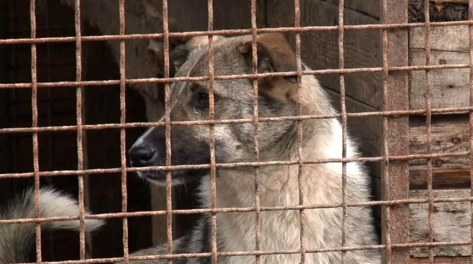 Черкаси не отримали вакцини від сказу: тварини та люди в небезпеці