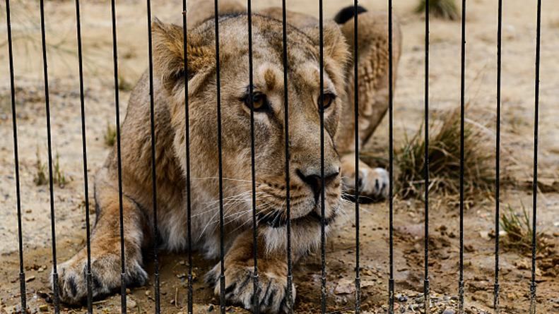 Оголений чоловік стрибнув до левів у Чилі: двох хижаків застрелили 